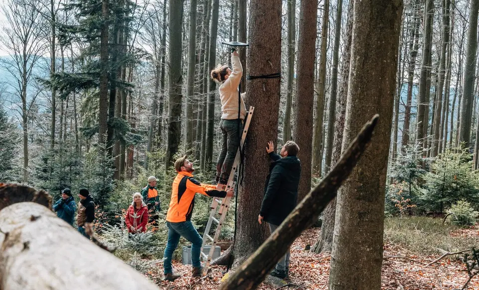 Heimat schützen: Wie PASSION4IT mit 5.000 m² Waldfläche am Mühlriegel Verantwortung übernimmt