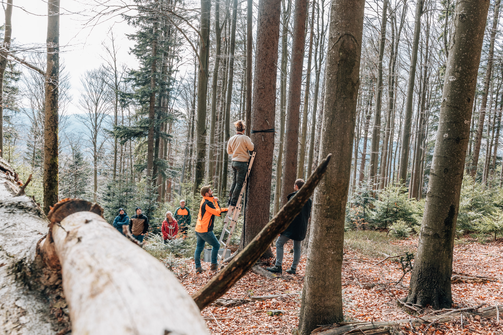 Mehr über den Artikel erfahren Heimat schützen – wie PASSION4IT mit 5.000 m² Waldfläche am Mühlriegel Verantwortung übernimmt