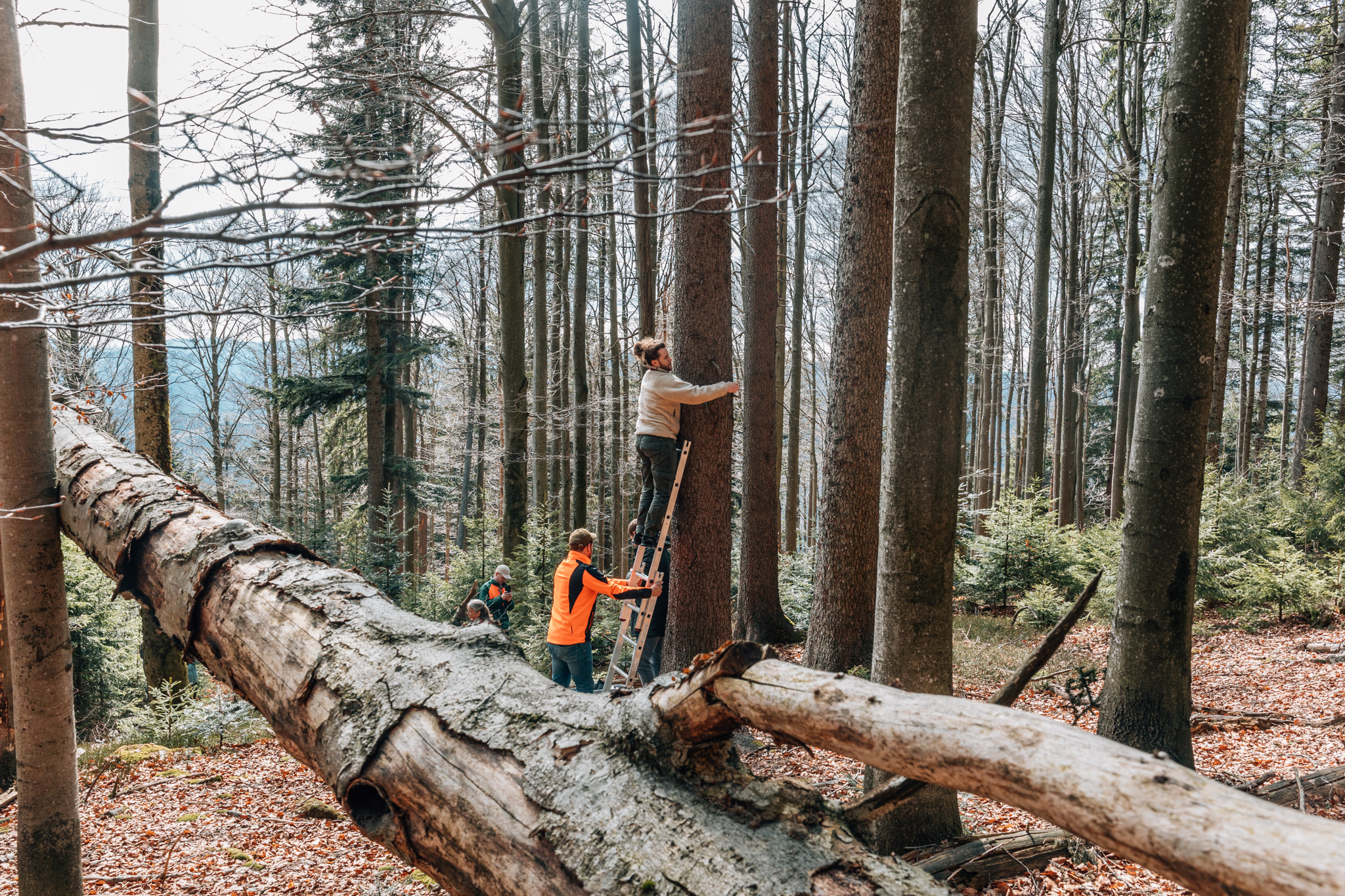 Read more about the article Mühlriegel Monitoring Sommer 2025: 16 Vogelarten, 839 Nachweise – KI-Bioakustik im 5.000 m² Waldschutzgebiet